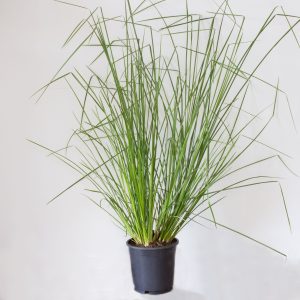Khus Khus (Chrysopogon Zizanioides)