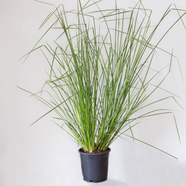 Khus Khus (Chrysopogon Zizanioides)