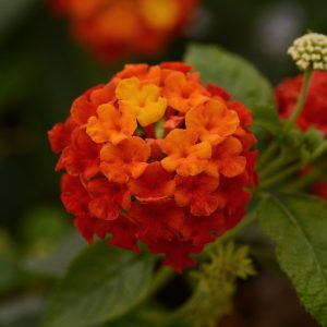 Lantana (Lantana Camara) (Orange/Red shrub)