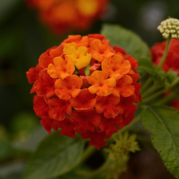 Lantana (Lantana Camara) (Orange/Red shrub)