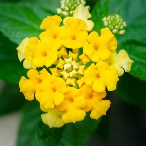 Lantana (Lantana Camara)(Yellow shrub)