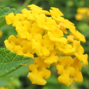 Lantana (Lantana Montevidensis) (Dark Yellow)