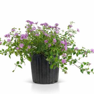 Lantana "Purple" (Lantana Montevidensis)