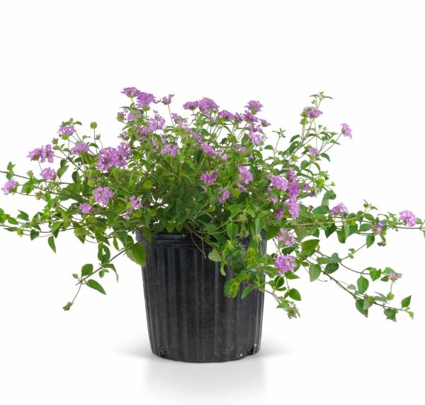 Lantana "Purple" (Lantana Montevidensis)