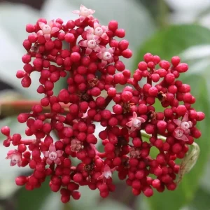 Leah ‘Green’ (Leea Coccinea)