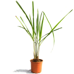 Lemon Grass (Cymbopogon citratus)