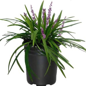 Liriope ‘Green’ (Liriope Muscari)