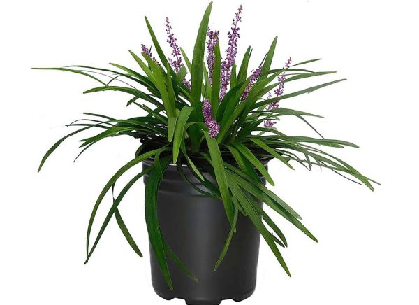 Liriope ‘Green’ (Liriope Muscari)
