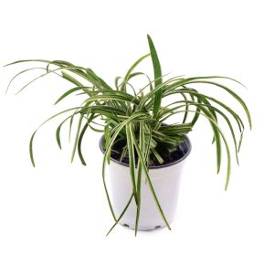 Liriope ‘Green & Yellow’ (Liriope Muscari Var.)