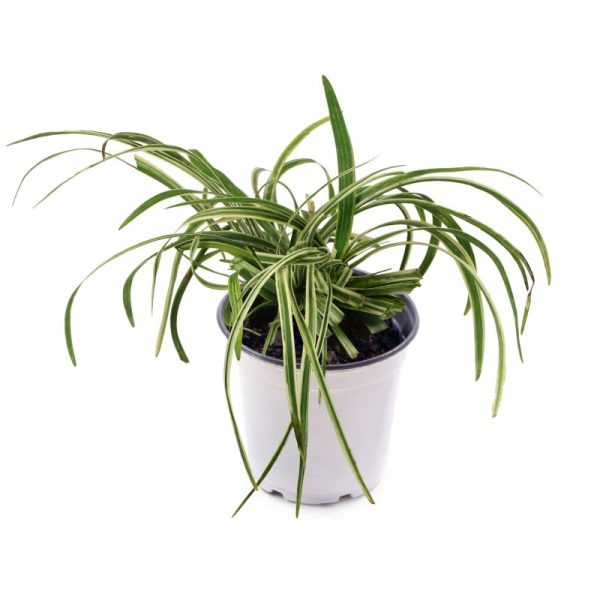 Liriope ‘Green & Yellow’ (Liriope Muscari Var.)