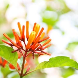 Mexican Firebush (Hamelia Patens)