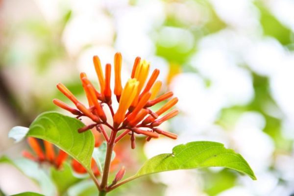 Mexican Firebush (Hamelia Patens)