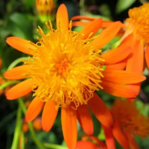Mexican Flame Vine (Pseudogynoxys Chenopodioides)