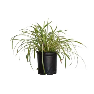 Mondo Grass "Variegated Green" (Ophiopogon Japonicus 'Variegata')