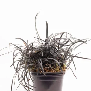 Mondo Grass ‘Black Dragon’ (Ophiopogon Planiscapus)
