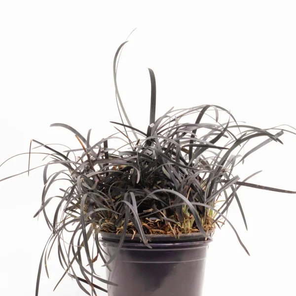 Mondo Grass ‘Black Dragon’ (Ophiopogon Planiscapus)