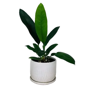 Monkey Tail (Anthurium Willdenowii)