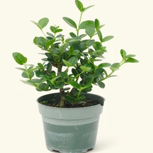 Natal Plum "Dwarf" (Carissa Macrocarpa)