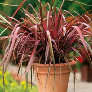 New Zealand Flax (Phormium Tenax)