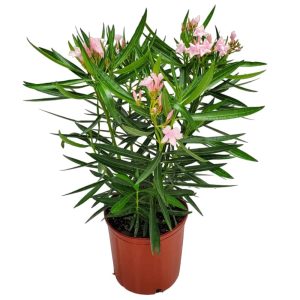 Oleander "Dwarf Pink" (Nerium Oleander)