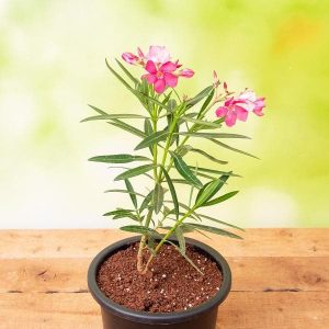 Oleander "Pink" (Nerium Oleander)