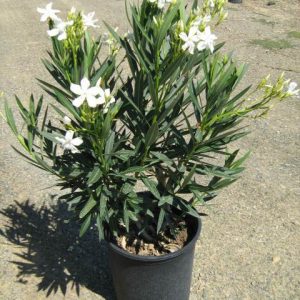 Oleander "White" (Nerium Oleander)
