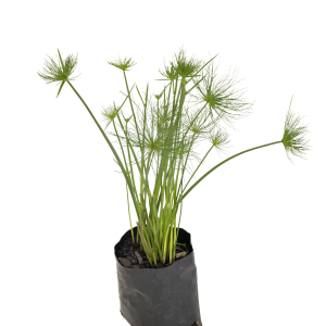 Papyrus (Cyperus Papyrus)