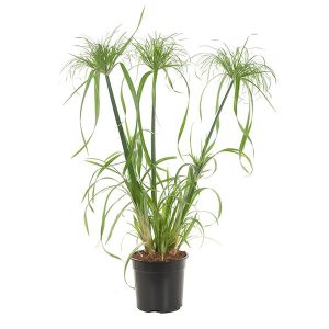 Papyrus "Giant" (Cyperus Percamenthus)