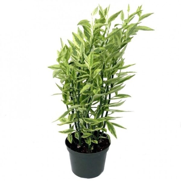 Pedilanthus (Pedilanthus Tithymaloides Smallii Var.) (Pointed)