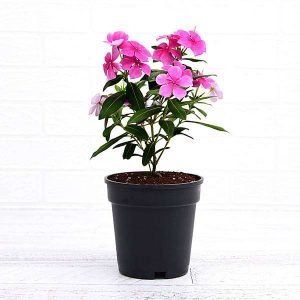 Periwinkle "Pink" (Catharanthus Roseus)