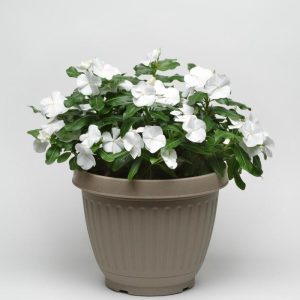 Periwinkle "White" (Catharanthus Roseus'Vinca')
