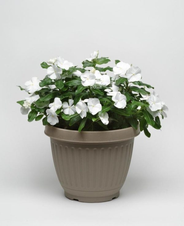 Periwinkle "White" (Catharanthus Roseus'Vinca')