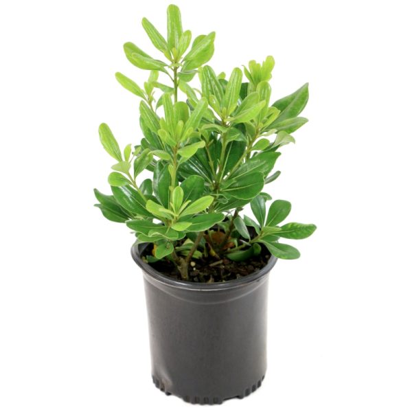Pittosporum "Green" (Pittosporum Tobira)