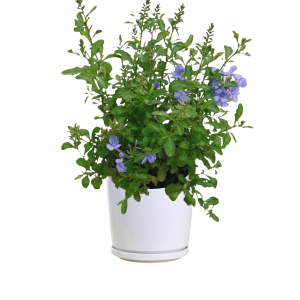 Plumbago ‘Blue’ (Plumbago Capensis)