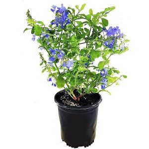 Plumbago ‘Dark Blue’ (Plumbago Capensis ‘Royal Cape’)