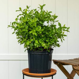 Plumbago ‘White’ (Plumbago Capensis Alba)