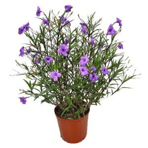 Ruellia "Purple" (Ruellia brittonia)
