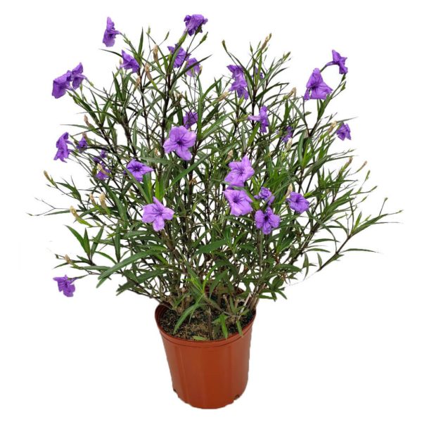 Ruellia "Purple" (Ruellia brittonia)