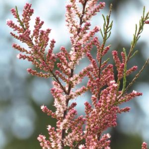 Salt Cedar (Tamarix Ramosissima)