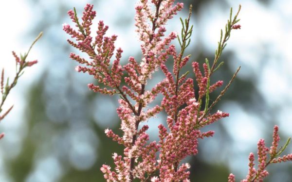 Salt Cedar (Tamarix Ramosissima)