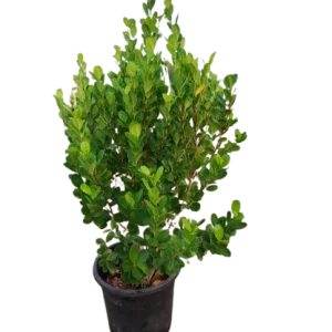 Sea Island Ficus (Ficus Panda)