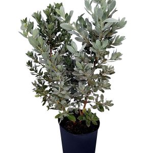 Silver Dollar (Conocarpus Erectus)