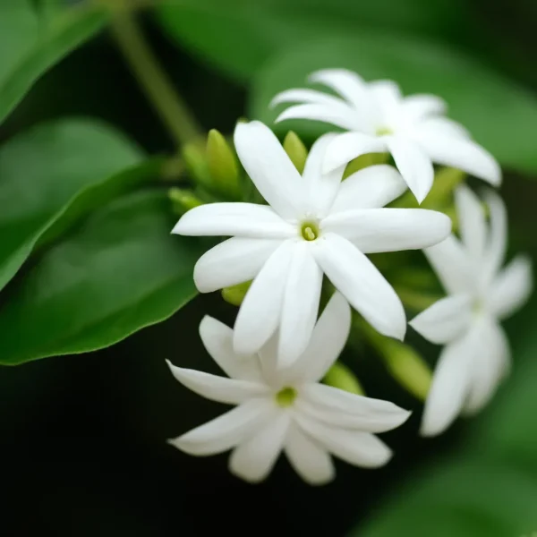 Star Jasmine (Jasminum Multiflorum)