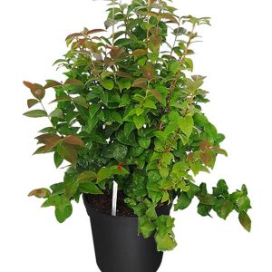 Surinam Cherry Tree (Eugenia Uniflora)