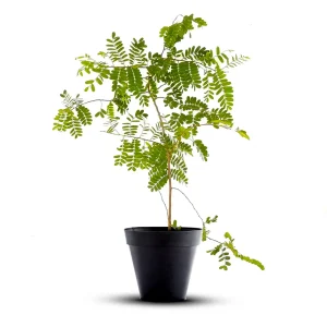 Tamarind Tree (Tamarindus Indica)