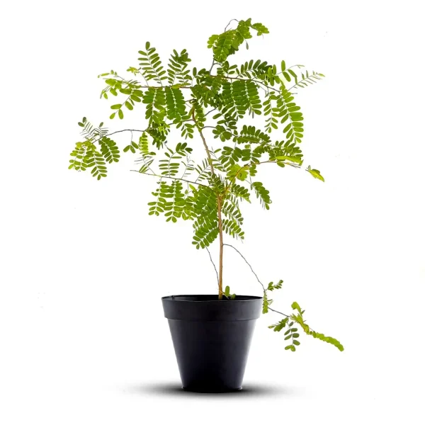 Tamarind Tree (Tamarindus Indica)